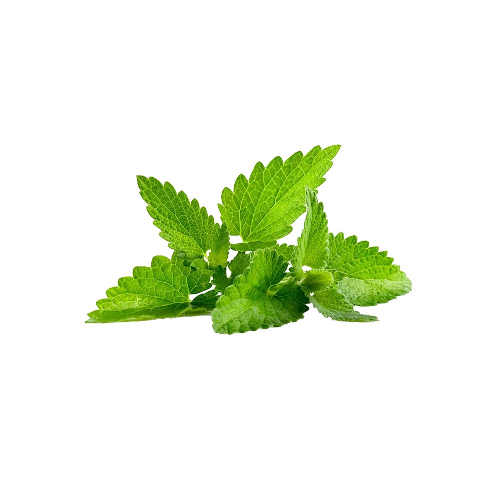 Urtica dioica dried herb powder macro photography